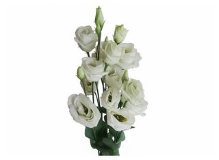 1 Еустома, Бяла | 1 piece