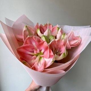 Ніжний Дарлінг 