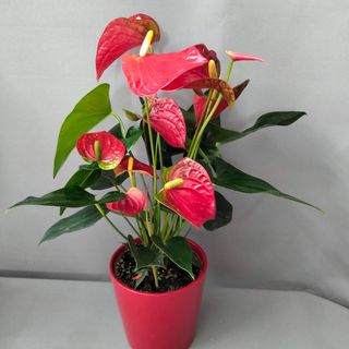 Anthurium rojo c/ cerámica