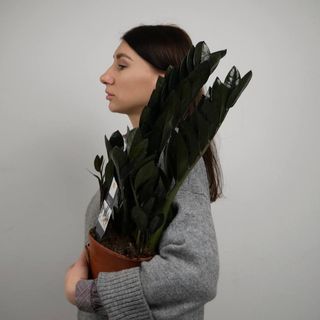 Заміокулькас Равен чорний 