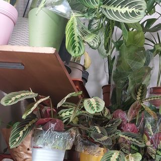 Pianta PARTICOLARE CHE SI ALLARGA DURA  tantissimo