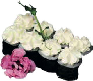 hosomaki philadelphia