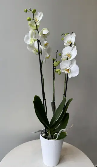 Phalaenopsis (biała orchidea)