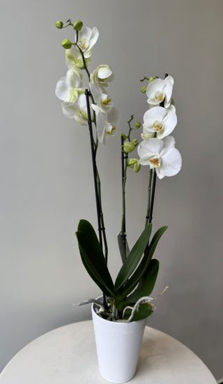 Phalaenopsis (biała orchidea)