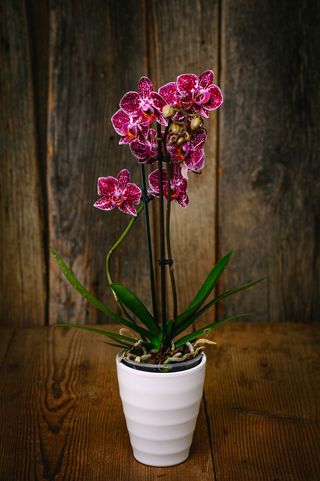 Лилава орхидея