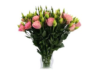 13 Еустоми, Розови | 1 piece