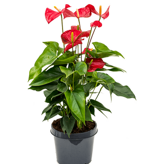 Anthurium