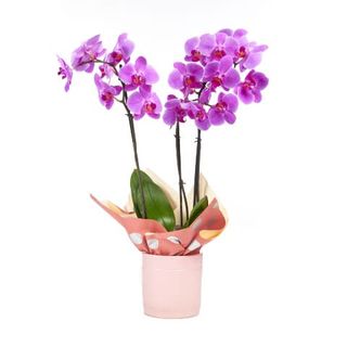 Fioletowy storczyk w ceramicznej osłonce