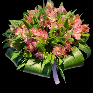 Alstromeria 