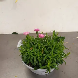 Garofani