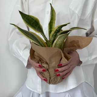 Сансевієрія Футура Суперба №4, 1 шт