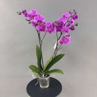 Orquídea ( Phalaenopsis ) rosa