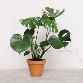 Monstera deliciosa o costilla de adán