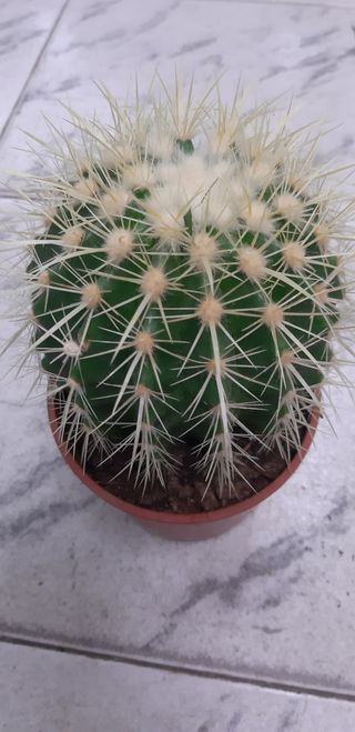 Кактус Табуретката на тъщата