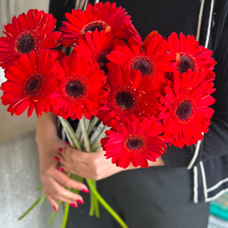 гербера красная