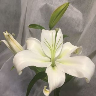 Lilium Blanco Unidad