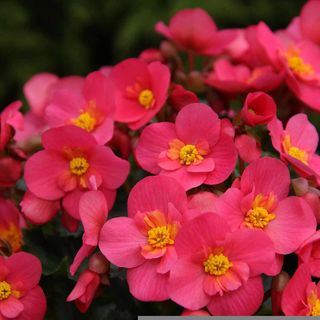Begunia colorata