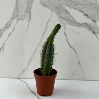 Сукулент «Кактус»