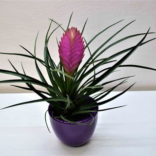 TILLANDSIA