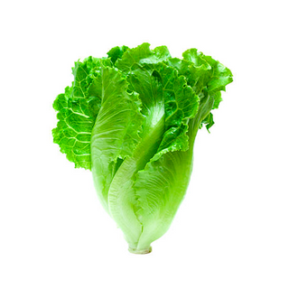 Lechuga