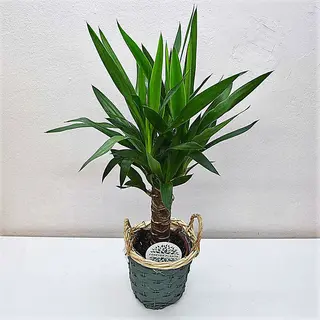 YUCCA