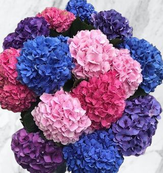 Hortensie mixt