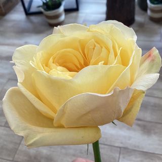 Rosa de jardín amarillo 