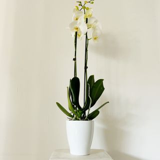 Orquídea  Grande Blanca 