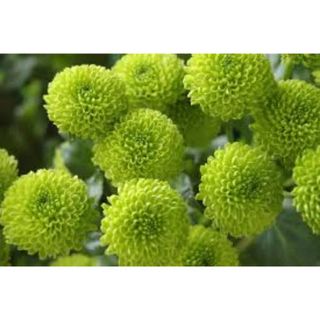 Santini verdi - 1 pezzo