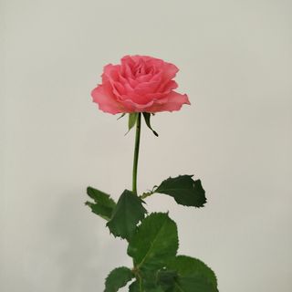 Троянда сорту Свінг