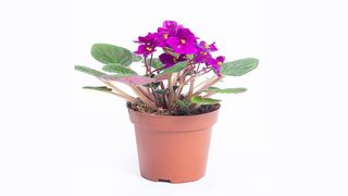 Afrička ljibičica bordo