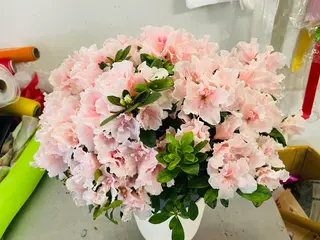 pianta azalea rosa