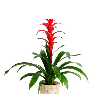 Ghiveci Bromelia Guzmania