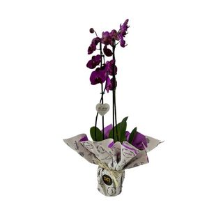 Orquídea Morada