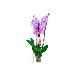 Vaso Orquídea Phalaenopsis Rosa