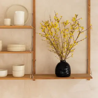 Forsythia - 3 baras