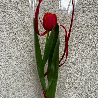 Tulipan pojedynczo pakowany 