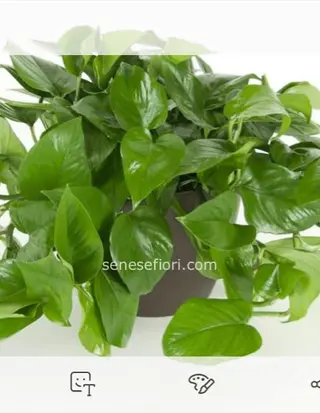 Pothos 