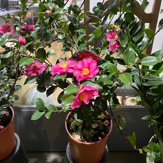 Camellia