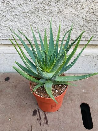 aloe hercules