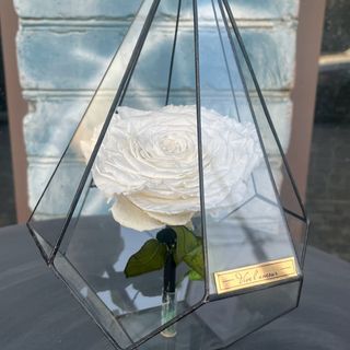 Біла троянда в колбі