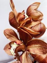 ჰოლანდიური ორქიდეა (შინდისფერი)