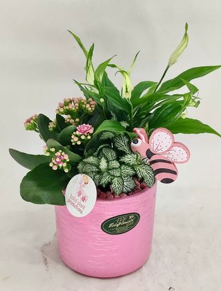 Arranjinho de plantas com base rosa