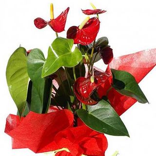 Planta anthurium grande.