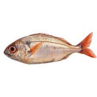 Besugo Grande > 1,5Kg. > 1,5Kg.