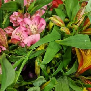 Buchet 7 Alstroemeria 