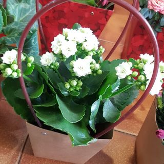 borsetta pianta kalandivia