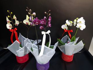 Aranjament orhidee Phalaenopsis cu 2 tije