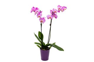 Orquidea Grande Lila