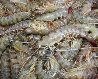 Langostino Tigre 12 Uds